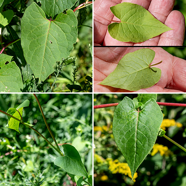 Climbing false-buckwheat stems and the midveins of the larger leaves are both greenish-red to bright red. The leaves have 1.5" petioles that become shorter with increasing distance from the base of the plant and have membranous sheaths (ocrea) that encircle the slightly-swollen stem. The leaves are alternate, 4" long and 2" across, heart- or arrowhead-shaped, hairless with indented bases and smooth margins. Climbing false-buckwheat is very similar to black bindweed (Fallopia convolvulus) but is far more common in Jackson Park.