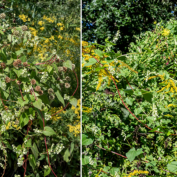 Climbing false-buckwheat is a climbing vine up to 20' long. The stem and the midveins of the larger leaves are both greenish-red to bright red. Climbing false-buckwheat is very similar to black bindweed (Fallopia convolvulus) but is far more common in Jackson Park.