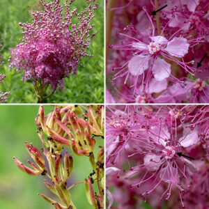 Queen-of-the-prairie produces over 100 flowers (1/3" wide) in the panicle with five triangular, purplish sepals, five rounded pink petals with narrow bases, 15+ long white stamens with pink anthers, and a ring of 5-15 curved styles with large, disk-like, white stigma. The fruits are striaght or slightly curved stout banana-like spindles 1/4-1/2" in diamater on a narrow stalk.The numerous pink flowers with their long protruding stamens tipped with pink anthers gives the inflorescence the air of pink clouds, or possibly cotton candy. Rare, but unmistakeable if you spot it. Critically imperiled in Illinois (and elsewhere in the Midwest).