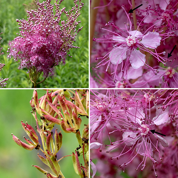 Queen-of-the-prairie produces over 100 flowers (1/3" wide) in the panicle with five triangular, purplish sepals, five rounded pink petals with narrow bases, 15+ long white stamens with pink anthers, and a ring of 5-15 curved styles with large, disk-like, white stigma. The fruits are striaght or slightly curved stout banana-like spindles 1/4-1/2" in diamater on a narrow stalk.The numerous pink flowers with their long protruding stamens tipped with pink anthers gives the inflorescence the air of pink clouds, or possibly cotton candy. Rare, but unmistakeable if you spot it. Critically imperiled in Illinois (and elsewhere in the Midwest).