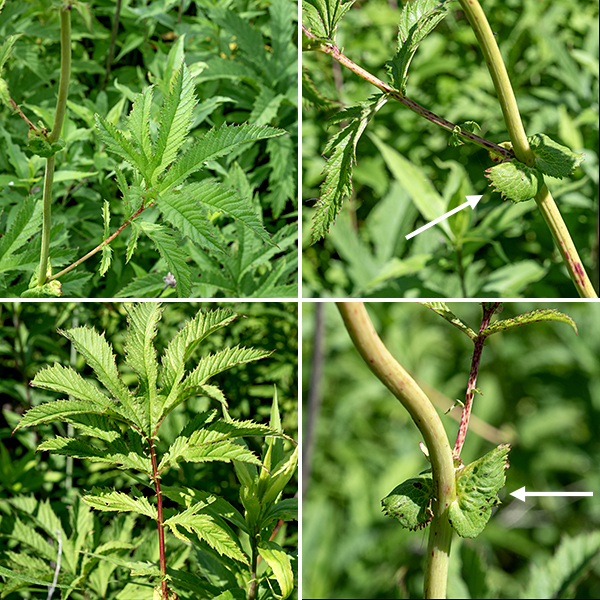 Queen-of-the-prairie produces a single smooth, reddish, hollow stem 3-6' tall with alternate compound (or deeply cleft) leaves up to 2' long. The leaves are yellowish-green, with 1-7 palmate leaflets up to 6" long aligned with the leaflets on the leaves above and below; each leaflet may, in turn, be divided into 2-5 lobes whose margins bear coarse teeth. There are stipules (reduced leaves) at the base of each leaf petiole; the stipules are large with a rounded, heart-shaped base that clasps the stem. Critically imperiled in Illinois (and elsewhere in the Midwest).