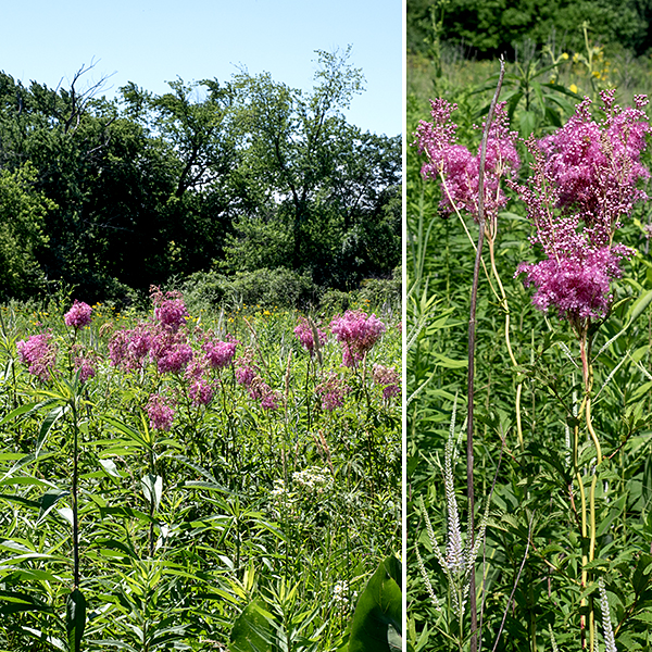 Queen-of-the-prairie produces a single smooth, reddish, hollow stem 3-6' tall with alternate compound (or deeply cleft) leaves up to 2' long. The numerous pink flowers with their long protruding stamens tipped with pink anthers gives the inflorescence the air of pink clouds, or possibly cotton candy. Rare, but unmistakeable if you spot it. Critically imperiled in Illinois (and elsewhere in the Midwest).