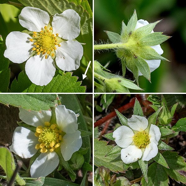 Wild strawberry always show a terminal marginal tooth of each leaflet that is shorter (and often narrower) than the teeth on either side, a diagnostic character. Clusters of white flowers are borne on 5" long, hairy peduncles. Individual flowers are on 3/4" long (again hairy) pedicels. The flowers are 1/2-3/4" across; there are five green, narrow, pointed, hairy sepal-like bracts; five hairy, lance-shaped sepals; five oval white petals longer than either the bracts or the sepals; and variable reproductive organs depending on whether the flower is male (least common, with ~20 yellow stamens and anthers), female (with a central yellow dome of pistils), or "perfect" (both male and female, with the appropriate organs). Fruits are familiar, if small (1/2") strawberries, bright red when ripe, with the seeds sequestered in sunken pits so the surface is mostly smooth; the fruit hangs beneath - and is tightly embraced by - the sepals and sepal-like bracts, is edible, and is tasty, if a bit tart. Wild strawberry superficially resembles mock (Indian) strawberry in its foliage and (superficially) fruit, but wild strawberry has white flowers, not yellow; the fruit of wid strawberry hangs below the sepals rather than resting above the sepals as in mock strawberry; and the seeds of wild strawberry lie embedded in the surface of the fruit rather than protruding as in mock strawberry.