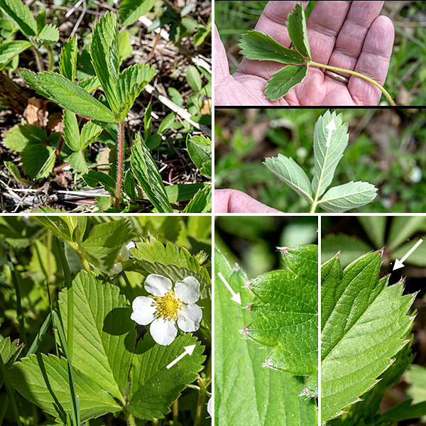 Wild strawberry has trifoliate palmately-compound leaves; their petioles are up to 6" long and hairy. Leaflets are elongate oval, blunt tipped, about 1.6x as long as wide, with strong pinnate veination, hairy on the underside (especially the veins), and coarsely serrated margins with bluntly rounded teeth. The terminal marginal tooth of each leaflet is shorter (and often narrower) than the teeth on either side, a diagnostic character.