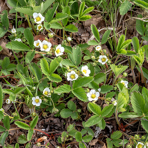 Wild strawberry is the wild relative/ancestor of the familiar domestic strawberry; the latter is a hybrid of wild strawberry and a Chilean species (F. chiloensis), first produced in France in the 1750s. Wild strawberry is a low-growing plant (4-7" tall) with trifoliate palmately-compound leaves. Wild strawberry superficially resembles mock (Indian) strawberry in its foliage and (superficially) fruit, but wild strawberry has white flowers, not yellow; the fruit of wid strawberry hangs below the sepals rather than resting above the sepals as in mock strawberry; and the seeds of wild strawberry lie embedded in the surface of the fruit rather than protruding as in mock strawberry.