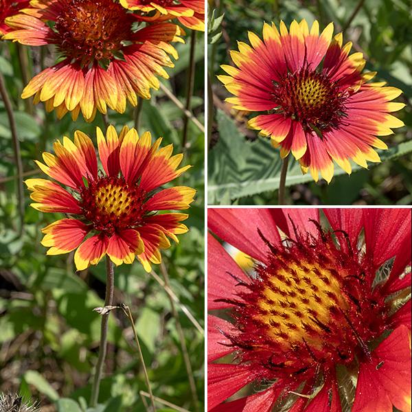 Indian blanket flowers are 1-2.5" across with 6-15 sterile ray florets; the petals are 3/4-1.25" long, red or brownish-red with yellow tips; the base of the petal is narrow and the tips of the petals are divided into three sharp or rounded teeth or lobes. Disc florets are brown, numerous (40-100+), with tubular corollas that may be orangish, red, brownish-red, or purple with five tringular, hairy lobes at the apex; the flowers are perfect with both stamens and styles.