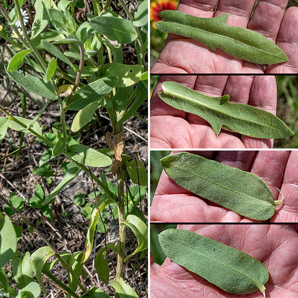 Indian blanket is an annual that gets over 2' tall. The stem is hairy, round in section with fine longitudinal ridges, branches mostly restricted to the upper half; the lower parts of the stem may become woody as the sesaon progresses. Most leaves are alternate, 1/2-3" long, elongate oval in shape with smooth, sometimes lobed, margins and densely hairy with short straight or curved hairs and dotted with sessile or sunken glands. Stem leaves tend to be concentrated near the bases of the branches with variable attachments to the stem (may be on petioles, sessile, or clasp the stem); there may be a few basal leaves which are invariably attached to long petioles.