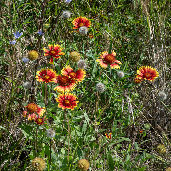 Indian blanket is an annual that gets over 2' tall. The flowers are 1-2.5" across with 6-15 sterile ray florets; the petals are 3/4-1.25" long, red or brownish-red with yellow tips; the base of the petal is narrow and the tips of the petals are divided into three sharp or rounded teeth or lobes. Disc florets are brown, numerous (40-100+), with tubular corollas that may be orangish, red, brownish-red, or purple with five tringular, hairy lobes at the apex; the flowers are perfect with both stamens and styles.