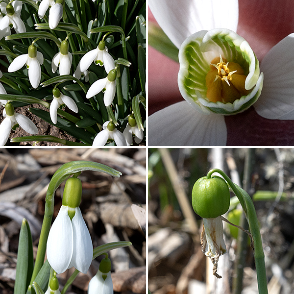 Snowdrop is the earliest blooming flower in Jackson Park (late February); individual blooms can persist for about a month. The bell-shaped flowers hang down on a thin peduncle from a smooth, hairless flower stalk up to 10" long. The flowers have six oval, half-spread tepals; the three outer tepals are white with rounded tips, the three inner tepals are white with green, notched tips and green stripes on the interior surface. There are six stamens with yellow-orange anthers and a single greenish-white style. The fruit is a green, egg-shaped enlarged ovary with a flattened distal tip that dangles form the peduncle. Snowdrops usually exist in a given spot because of a prior deliberate cultivation (in some recorded cases, up to 60 years earlier) and rarely pose an invasion threat; they typically propagate from bulbs. The source of the snowdrops in Jackson Park is unknown.