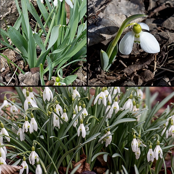 Snowdrop leaves are all basal, surrounded by a membraneous sheath; they are deep green, narrow (~3/16"), linear with smooth margins, and hairless with parallel venation. Snowdrops usually exist in a given spot because of a prior deliberate cultivation (in some recorded cases, up to 60 years earlier) and rarely pose an invasion threat; they typically propagate from bulbs. The source of the snowdrops in Jackson Park is unknown.