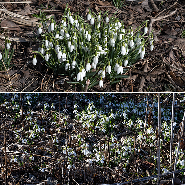 Snowdrop is the earliest blooming flower in Jackson Park (late February). Snowdrops usually exist in a given spot because of a prior deliberate cultivation (in some recorded cases, up to 60 years earlier) and rarely pose an invasion threat; they typically propagate from bulbs. The source of the snowdrops in Jackson Park is unknown.