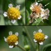 Gallant-soldier (aka, small-flowered galinsoga) flowerheads are about 1/4" across; they have 4-8 (usually 5) ray florets with a single minute (about 2x2 mm) white petal notched to produce two or three lobes; the ray florets are distributed around the circumstance of the disc. There are 15-50 golden yellow, tubular disc florets with five short triangular lobes at their apex. Both ray and disc florets are fertile; the ray florets are pistillate while the disc florets are perfect (both pistils and stamens). The fruit (a cypsela) consists of a black, conical seed suspended beneath about five off-white, papery, fringed scales that act as a parachute. Gallant-soldier is very similar to galinsoga (Galinsoga quadriradiata); the latter has larger flowerheads and ray floret petals.