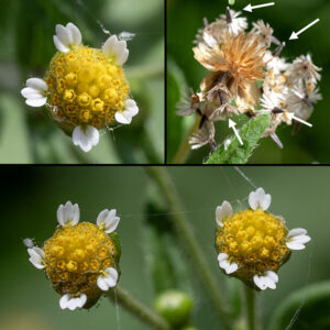 Gallant-soldier (aka, small-flowered galinsoga) flowerheads are about 1/4" across; they have 4-8 (usually 5) ray florets with a single minute (about 2x2 mm) white petal notched to produce two or three lobes; the ray florets are distributed around the circumstance of the disc. There are 15-50 golden yellow, tubular disc florets with five short triangular lobes at their apex. Both ray and disc florets are fertile; the ray florets are pistillate while the disc florets are perfect (both pistils and stamens). The fruit (a cypsela) consists of a black, conical seed suspended beneath about five off-white, papery, fringed scales that act as a parachute. Gallant-soldier is very similar to galinsoga (Galinsoga quadriradiata); the latter has larger flowerheads and ray floret petals.