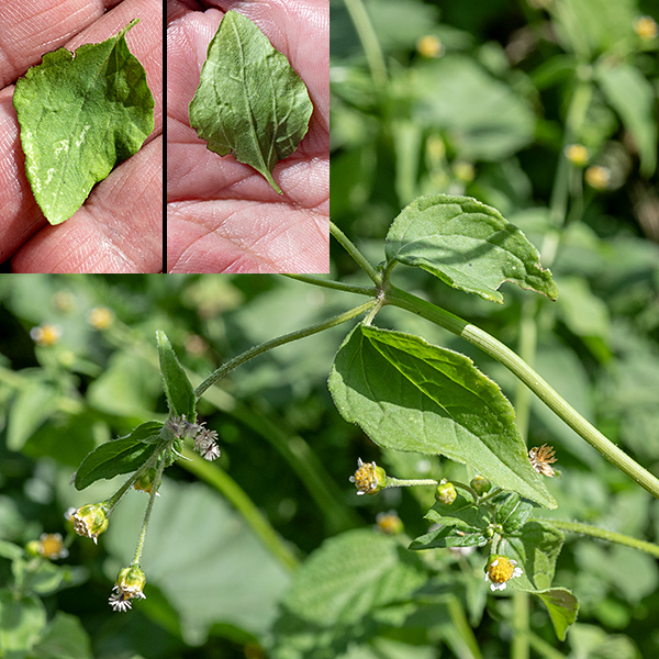 Gallant-soldier (aka, small-flowered galinsoga) potentially can reach a height of 30" but the stems tend to sprawl so most plants are much shorter. The stems are round in section, hairless or sparsely hairy and heavily branched. Leaves are alternate, ranging from 3/4-2.5" long and 1/2-1.5" wide, lance to egg-shaped with a pointed to rounded tip and a rounded base attached to a short (1/2") pedicle. The leaf margins are shallowly toothed, with fine hairs fringing the tooth; the leaves are hairless except for a few hairs on the veins of the underside of the leaf.