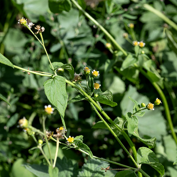 Gallant-soldier (aka, small-flowered galinsoga) potentially can reach a height of 30" but the stems tend to sprawl so most plants are much shorter. The stems are round in section, hairless or sparsely hairy and heavily branched. Leaves are alternate, ranging from 3/4-2.5" long and 1/2-1.5" wide, lance to egg-shaped with a pointed to rounded tip and a rounded base attached to a short (1/2") pedicle. The leaf margins are shallowly toothed, with fine hairs fringing the tooth; the leaves are hairless except for a few hairs on the veins of the underside of the leaf. Flower stalks arise from leaf axils or the tips of branches. Flowerheads are about 1/4" across; they have 4-8 (usually 5) ray florets with a single minute (about 2x2 mm) white petal notched to produce two or three lobes; the ray florets are distributed around the circumstance of the disc. There are 15-50 golden yellow, tubular disc florets with five short triangular lobes at their apex. Both ray and disc florets are fertile; the ray florets are pistillate while the disc florets are perfect (both pistils and stamens). The fruit (a cypsela) consists of a black, conical seed suspended beneath about five off-white fringed scales that act as a parachute. Gallant-soldier is very similar to galinsoga (Galinsoga quadriradiata); the latter has larger flowerheads and ray floret petals.