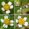Galinsoga (aka, Peruvian daisy or shaggy soldier) flowerheads are small (1/4" across) with 4-8 (usually five) widely separated 2.5 mm long, white ray florets with three teeth at their tips. The 15-35 disc florets are yellow. Both ray and disc florets are fertile; the ray florets are pistillate while the disc florets are perfect (both pistils and stamens). The fruit (a cypsela) consists of a black, conical seed suspended beneath about five off-white, papery, fringed scales that act as a parachute. A poisonous plant (Tridax procumbens) with nearly identical flowers (but distinctly different leaves)  is (luckily) restricted to FL and TX in the U.S. so not likely to show up in Jackson Park. The name Galinsoga ciliata, sometimes still used for Galinsoga quadriradiata, is invalid (ITIS); according to the USDA Plants database, C. ciliata has been superceded by either G. quadriradiata or G. urticifolia.