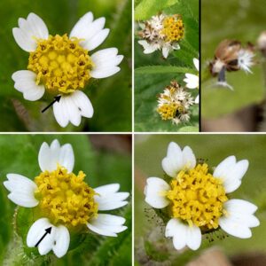 Galinsoga (aka, Peruvian daisy or shaggy soldier) flowerheads are small (1/4" across) with 4-8 (usually five) widely separated 2.5 mm long, white ray florets with three teeth at their tips. The 15-35 disc florets are yellow. Both ray and disc florets are fertile; the ray florets are pistillate while the disc florets are perfect (both pistils and stamens). The fruit (a cypsela) consists of a black, conical seed suspended beneath about five off-white, papery, fringed scales that act as a parachute. A poisonous plant (Tridax procumbens) with nearly identical flowers (but distinctly different leaves)  is (luckily) restricted to FL and TX in the U.S. so not likely to show up in Jackson Park. The name Galinsoga ciliata, sometimes still used for Galinsoga quadriradiata, is invalid (ITIS); according to the USDA Plants database, C. ciliata has been superceded by either G. quadriradiata or G. urticifolia.
