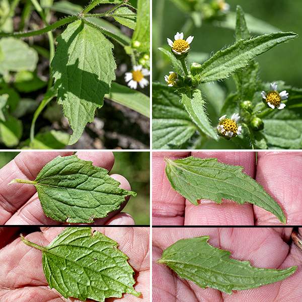 Galinsoga (aka, Peruvian daisy or shaggy soldier) is 6-24" tall. The stems are variably branched, round in section, and covered with spreading hairs. Leaves are opposite, 3" long and 2" wide, lance-shaped, dark green, with coarse marginal teeth and hairy on the upper surface and the leaf margins; three main veins radiate from the base of the leaf. Leaves are attached to hairy 1.5" petioles (shorter in upper leaves).