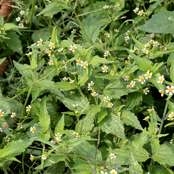 Galinsoga (aka, Peruvian daisy or shaggy soldier) is 6-24" tall. The stems are variably branched, round in section, and covered with spreading hairs. Leaves are opposite, 3" long and 2" wide, lance-shaped, dark green, with coarse marginal teeth and hairy on the upper surface and the leaf margins; three main veins radiate from the base of the leaf.  The inflorescence (a cyme) arise from the tips of branches or from leaf axils. Flowerheads are small (1/4" across) with 4-8 (usually five) widely separated 2.5 mm long, white ray florets with three teeth at their tips. The 15-35 disc florets are yellow.  A poisonous plant (Tridax procumbens) with nearly identical flowers (but distinctly different leaves)  is (luckily) restricted to FL and TX in the U.S. so not likely to show up in Jackson Park. The name Galinsoga ciliata, sometimes still used for Galinsoga quadriradiata, is invalid (ITIS); according to the USDA Plants database, C. ciliata has been superceded by either G. quadriradiata or G. urticifolia.