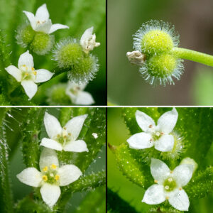 Cleavers' flowers are tiny (2-3 mm across), star-shaped, with two green carpels covered with hooked hairs joined at the base of the flower; four white, pointed petals; four stamens; and two styles. The fruit is a spherical capsule formed from the carpels, covered with stiff, hooked hairs, each carpel containing a single seed.