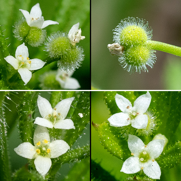 Cleavers' flowers are tiny (2-3 mm across), star-shaped, with two green carpels covered with hooked hairs joined at the base of the flower; four white, pointed petals; four stamens; and two styles. The fruit is a spherical capsule formed from the carpels, covered with stiff, hooked hairs, each carpel containing a single seed.