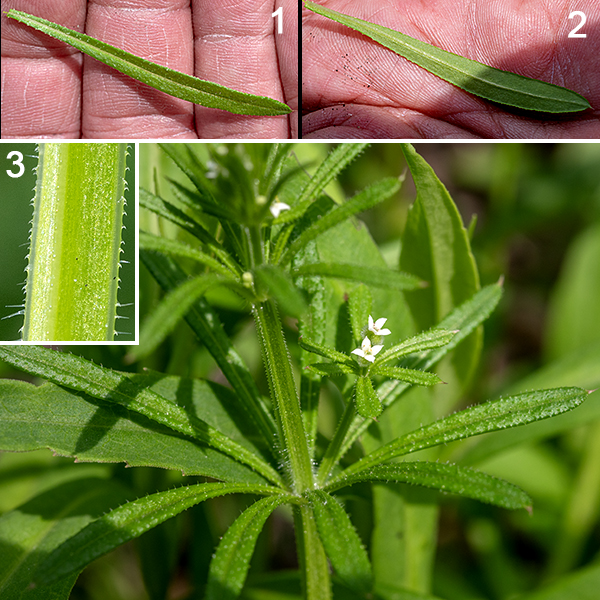 Cleavers produces stems that are sprawling, 1-3' long, and square in section with longitudinal furrows and few (or no) branches; stems and leaves both bear stiff, hooked hairs that point towards the base of the plant. The leaves occur in widely-separated whorls of 6-8, each leaf up to 3" long and 1/4" wide with a prominent central vein and a terminal spine; the leaf margins are smooth but have a fringe of stiff, hooked hairs. If the leaves and stems of a plant stick to your clothing, it's Galium aparine.