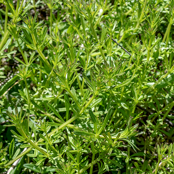 Cleavers stems and leaves both bear stiff, hooked hairs that point towards the base of the plant. If the leaves and stems of a plant stick to your clothing, it's Galium aparine.