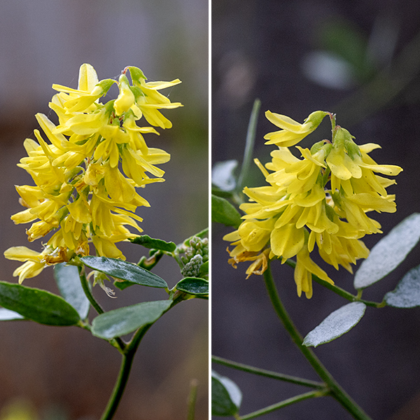 Dyer's greenweed is a woody shrub that grows 2-3' tall, introduced from Europe and Siberia (and probably escaped from gardens). The multiple stems are green and round in section. The leaves are 1/2-1" long and about half as wide, alternate, sessile, lance-shaped or oblong, hairy on the upper surface, with smooth margins. The inflorescence is a 1-3" wide raceme. Individual flowers are 1/2-3/4" across, bright yellow, with a strong resemblance to tick-trefoils — a banner held at about a 45° angle, two wings and two parallel keels. The fruit is a 1-3" long pea-like pod containing 8-12 black, shiny seeds. The common name derives from the use of this plant to produce a yellow dye.