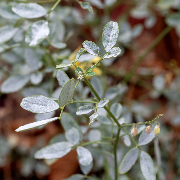 Dyer's greenweed is a woody shrub that grows 2-3' tall, introduced from Europe and Siberia (and probably escaped from gardens). The multiple stems are green and round in section. The leaves are 1/2-1" long and about half as wide, alternate, sessile, lance-shaped or oblong, hairy on the upper surface, with smooth margins. The inflorescence is a 1-3" wide raceme. Individual flowers are 1/2-3/4" across, bright yellow, with a strong resemblance to tick-trefoils — a banner held at about a 45° angle, two wings and two parallel keels. The fruit is a 1-3" long pea-like pod containing 8-12 black, shiny seeds. The common name derives from the use of this plant to produce a yellow dye.