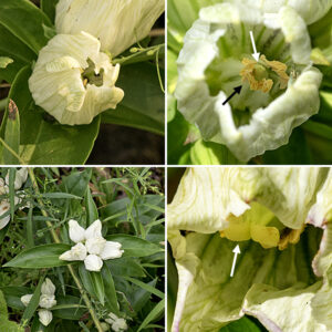 Cream gentian the leaves are olive-green, lance-shaped with a pronounced fold along the midvein, 3" long and 2" across, and clasp the stem. Although most leaves are opposite (in pairs), the leaves just below the flowers occur in a whorl of three. The flowers are mostly apical, some version of white or cream, tubular, with the petal's veins outlined in green, about 1-2" tall and 3/4" across, and oriented near-vertically. The five petals remain tightly appressed, with only a small opening where their apices meet; the five stamens and pistil with a bifurcated stigma are usually hidden from view. Bumblebees are the primary pollinators.