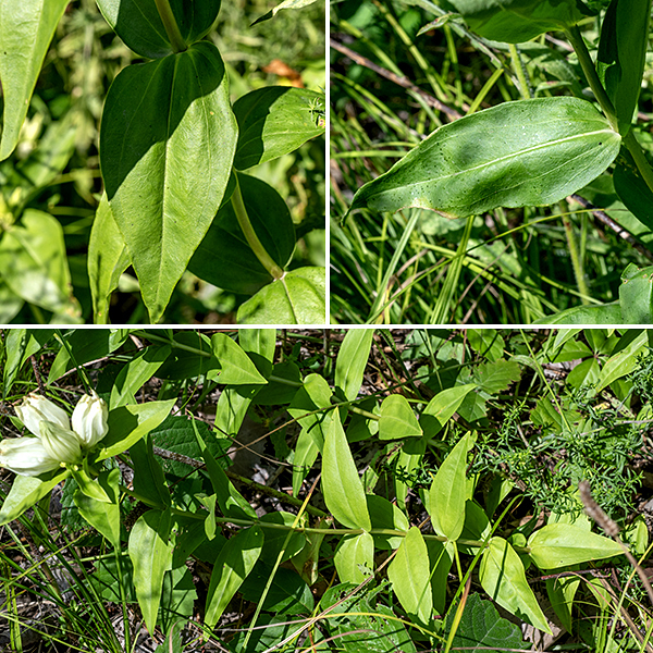 Cream gentian is a short plant (1-2') with a stout, round, unbranched stem; the leaves are olive-green, lance-shaped with a pronounced fold along the midvein, 3" long and 2" across, and clasp the stem. Although most leaves are opposite (in pairs), the leaves just below the flowers occur in a whorl of three. Cream gentian has a stout taproot so tends to reappear at the same site year after year but clearly they can grow from seed — the population on Wooded Island has been slowly spreading south over the past five or six years.