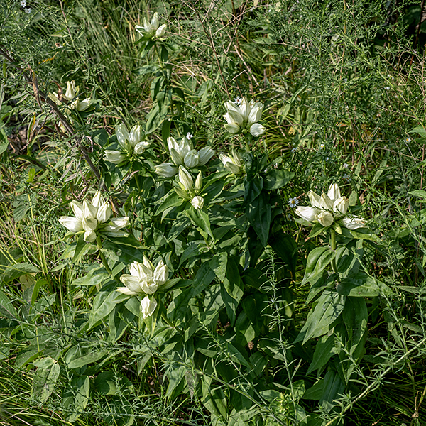 Cream gentian is a short plant (1-2') with a stout, round, unbranched stem. Although most leaves are opposite (in pairs), the leaves just below the flowers occur in a whorl of three. The flowers are mostly apical, some version of white or cream, tubular, with the petal's veins outlined in green, about 1-2" tall and 3/4" across, and oriented near-vertically. The five petals remain tightly appressed, with only a small opening where their apices meet; the five stamens and pistil with a bifurcated stigma are usually hidden from view. Bumblebees are the primary pollinators. Cream gentian has a stout taproot so tends to reappear at the same site year after year but clearly they can grow from seed — the population on Wooded Island has been slowly spreading south over the past five or six years.
