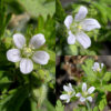 Carolina crane's-bill flowers are small (about 1/4-3/8" across), in small clusters on stubby pedicels. Each flower contains five dull-green, very hairy, lance-shaped sepals with long, scarlet-tipped awns on the tips, five white to pinkish-lavendar petals shorter than the sepals, ten stamens with tan anthers, and five stamens fused at their bases. The fruit is spherical with a very long beak divided longitudinally into five sections; when ripe (the fruit turns bright red) , the beak splits violently into five strips attached to each other at their distal ends, flinging the seeds far from the parent plant. Carolina crane's-bill has white to pinkish flowers with sepals longer than the petals; cut-leaved crane's-bill (Geranium dissectum) has deep pink to purple flowers with sepals the same length as the petals.