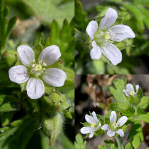 Carolina crane's-bill flowers are small (about 1/4-3/8" across), in small clusters on stubby pedicels. Each flower contains five dull-green, very hairy, lance-shaped sepals with long, scarlet-tipped awns on the tips, five white to pinkish-lavendar petals shorter than the sepals, ten stamens with tan anthers, and five stamens fused at their bases. The fruit is spherical with a very long beak divided longitudinally into five sections; when ripe (the fruit turns bright red) , the beak splits violently into five strips attached to each other at their distal ends, flinging the seeds far from the parent plant. Carolina crane's-bill has white to pinkish flowers with sepals longer than the petals; cut-leaved crane's-bill (Geranium dissectum) has deep pink to purple flowers with sepals the same length as the petals.
