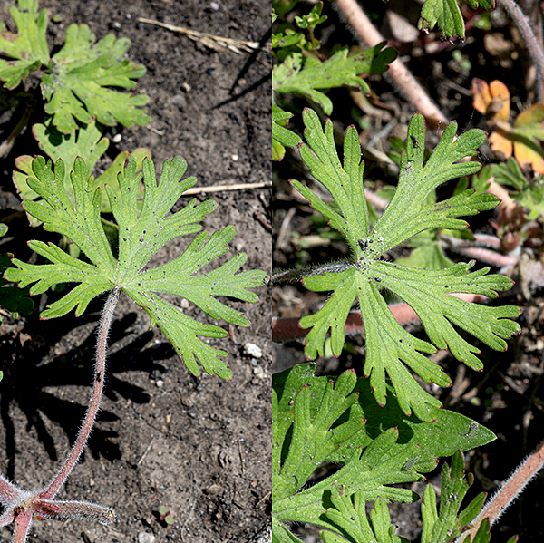 Carolina crane's-bill is a native species about a foot tall (but sometimes sprawls) with occasional branches along the main stem. Stems are round in section and covered with white hairs; the stems are initially green but turn reddish-brown with age. The leaves are opposite, about 3" long and wide, greyish green (from a layer of fine hairs), palmate with 3-9 (usually five) primary lobes but the lobes have either coarse, widely spaced teeth or (more commonly) secondary lobes; the leaves are hairy on both surfaces. The tips of the lobes on the leaves have a small, bright-red, bud-like structure.