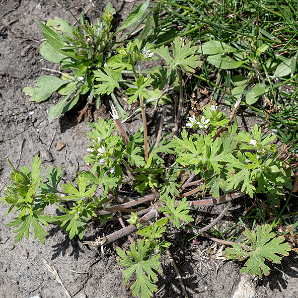 Carolina crane's-bill is a native species about a foot tall (but sometimes sprawls) with occasional branches along the main stem. Stems are round in section and covered with white hairs; the stems are initially green but turn reddish-brown with age. The leaves are opposite, about 3" long and wide, greyish green (from a layer of fine hairs), palmate with 3-9 (usually five) primary lobes but the lobes have either coarse, widely spaced teeth or (more commonly) secondary lobes; the leaves are hairy on both surfaces. The tips of the lobes on the leaves have a small, bright-red, bud-like structure. Carolina crane's-bill has white to pinkish flowers with sepals longer than the petals; cut-leaved crane's-bill (Geranium dissectum) has deep pink to purple flowers with scarlet-tipped sepals the same length as the petals.