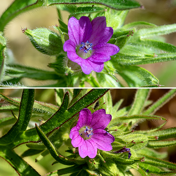 Cut-leaved crane's-bill's very attractive flowers occur in pairs. The base of the flower is covered by five green sepals the same length as the petals, covered externally in glandular hairs; the tips of the sepals are drawn out into a short (1-2 mm) awn that is scarlet-tipped. The five petals are a deep pink to purple in color; there are five pink stamens with purplish-yellow anthers; the five styles produce a deep pink, star-shaped stigma at their tips. The fruit consists of five hairy spheres around the base of an elongate "crane's bill" which splits explosively when ripe into five strips attached at their distal ends, flinging the seeds far and wide. Carolina crane's-bill (Geranium carolinianum) has white to pinkish flowers with sepals longer than the petals; cut-leaved crane's-bill has deep pink to purple flowers with sepals the same length as the petals.