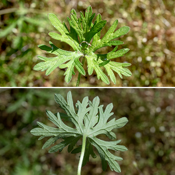 Cut-leaved crane's-bill is a sprawling plant with stems up to 2' long. The leaves are alternate, deeply palmately-lobed, the upper leaves with lobes much longer and narrower than in the native Carolina crane's-bill (Geranium carolinianum). Like Carolina crane's-bill, the leaves have a bud-like scarlet tip; in addition, the older leaves on cut-leaved crane's-bill have scarlet margins. The leaves are on a (hairy) petiole up to 6" long.