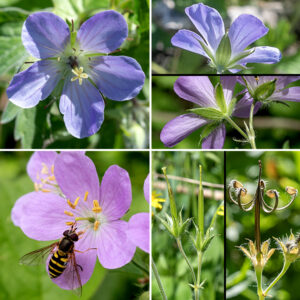 Wild geranium flowers are about 1.5 " across; they have five spindle-shaped, green sepals with a short red-tipped awn at their tips and five purplish-pink petals, twice the length of the sepals, that are egg-shaped with broady rounded tips and have darker fine radiating lines that function as necter guides. The ten stamens have pale yellow anthers; the single pistel has five carpels that splay at the tip of the pistil into a starfish shape. The anthers produce pollen while the five styles' stigmas remain pressed together; after the anthers are spent, the stigmas separate. The fruit is a candle-shaped, cylindrical structure with a sharp tip. The carpels build up tension as they dry until they spontaneously snap near their base (above the sepals); as the carpel violently curls upward, it flings a single seed considerable distances like a tiny catapult.