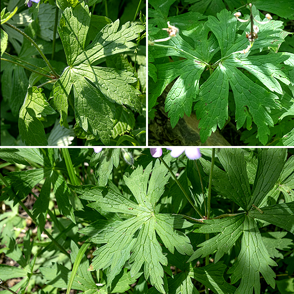 Wild geranium is widely distributed in Jackson Park, producing multiple stems that get as tall as 1-2.5' from a cluster of basal leaves. Both the basal leaves per se and the more basal stem leaves are 5-lobed and about 5" long and across, while the upper stem leaves are (usually) three-lobed and smaller; all leaves are borne on hairy petioles. The basal, five-lobed, leaves are superficially similar to those of Canada anemone (Anemone canadensis) but are on petioles, not sessile.