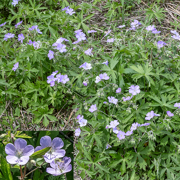 Wild geranium is widely distributed in Jackson Park, producing multiple stems that get as tall as 1-2.5' from a cluster of basal leaves. The basal, five-lobed, leaves are superficially similar to those of Canada anemone (Anemone canadensis) but are on petioles, not sessile.