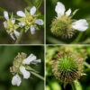 White avens blooms slightly later than rough avens (Geum laciniatum); it reaches about the same size (1.5-2.5' tall). The flowers are 1/2" diameter; they have five green sepals that are white-edged, pointed, and the same length or (usually) shorter than the petals; five white, rounded petals with a narrow attachment; and numerous (25-120) stamens surrounding a dome-shaped mass of green styles about a third the diameter of flower. The sepals initially lie under the petals but later become reflexed back parallel to the flower peduncle.The spherical fruit is covered with long, hooked spines (actually, persistant styles) that help the seeds stick to fur and clothing. White avens is distinguished from rough avens (G. lacinatum) by their flower stalks covered with short, fine hairs (rather than long, coarse hairs) and sepals that are shorter than the petals.