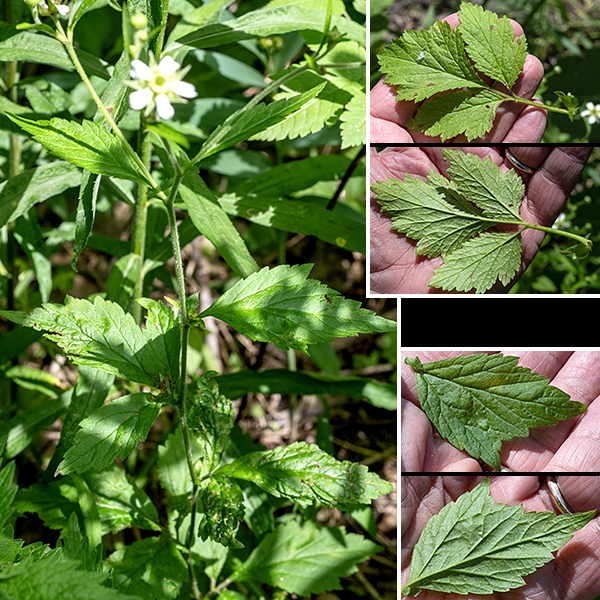 White avens blooms slightly later than rough avens (Geum laciniatum); it reaches about the same size (1.5-2.5' tall). The stems are round in section; the lower parts of the stems are brown and are coarsely hairy while the upper parts are light green with a fuzz of hairs. There is a low rosette (about 6" in diameter) of basal leaves which are odd-pinnately compound (with 3-7 leaflets); the stem leaves are palmately (not pinnately) compound with three leaflets (or, in some, three lobes that may be quite shallow or deep). All of the leaves have coarsely-toothed margins.