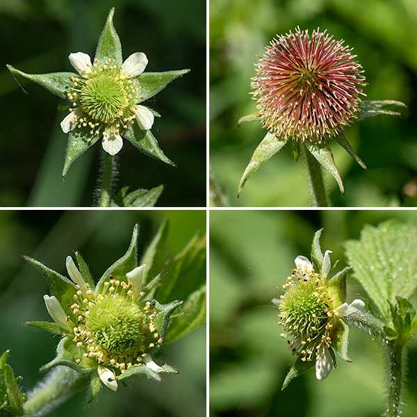 Rough avens flowers are 1/2" wide, with five triangular green sepals longer than the petals, five cream or white, circular petals with narrow attachments, and numerous (25-120) stamens with (initially) cream-colored anthers distributed around a central gumdrop-shaped mound of green carpels with long styles. The fruit is more or less spheroid, 3/4" across, and covered with long, hooked spines (actually, persistant styles) that help the seeds attach to clothing and animal fur. Note that some sources identify this species as Geum virginianum, but G. virginianum is the cream avens according to the USDA Plants database; Hilty (ILW) lists G. virginianum as "restricted to southern Illinois". The two species are very similar, but G. lacinatum has very hairy stems and hairless receptacles and G. virginianum has smaller flowers (1/3") with cream-colored petals dwarfed by the sepals. Rough avens is distinguished from white avens (G. canadense, also found in Jackson Park) by petals that are shorter than the sepals and their very hairy flower stalks; rough avens also blooms earlier than whte avens.