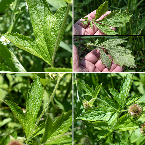 Rough avens stems are light green, round in section, and covered with coarse, spreading hairs. Both the basal leaves and the the lower stem leaves are odd-pinnate, usually with five leaflets, each up to 3" long and 2.5' across; they have stout petioles. The upper stem leaves are alternate, nearly sessile, and simple, although they may be deeply-lobed and bear coarse serrations.