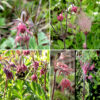 Prairie smoke leaves, stems, and the exterior of the flowers are densely hairy. Reddish-green or -purple flowering stalks arise from the center of the leaf rosette; they produce three buds at their apex which develop into three nodding flowers (as implied by the species name) with a pair of bracts at the base of the triplet that are divided into narrow strips as if cut with scissors. Each flower is 3/4-1" in both dimensions; five triangular red to reddish-purple sepals hide almost all the remainder of the flower, covering all of the five white or reddish petals except their tips, a ring of stamens, and a central cluster of pistils. The opening to the interior of the flower is highly constricted. A spreading, narrow floral bract identical in color to the sepals lies between each pair of sepals (for a total of five). After fertilization (by bumblebees), the flower peduncle straightens so the flower points straight up. A dense cluster of seeds attached to 2" long, feathery plumes (the "smoke") transform the appearance of the flower; the seeds are later dispersed by the wind. Frustrated bumblebees unable to force their way into flowers (and some wasps and beetles) may occasionally chew their way through the sepals and petals near the base of the flower to access the nectar. No other avens (Geum sp.) in Illinois produces seeds with feathery plumes; prairie smoke's closest relatives in Jackson Park, whte avens and rough avens, look nothing like it.