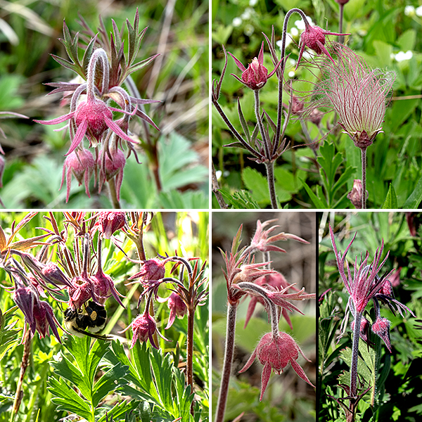 Prairie smoke leaves, stems, and the exterior of the flowers are densely hairy. Reddish-green or -purple flowering stalks arise from the center of the leaf rosette; they produce three buds at their apex which develop into three nodding flowers (as implied by the species name) with a pair of bracts at the base of the triplet that are divided into narrow strips as if cut with scissors. Each flower is 3/4-1" in both dimensions; five triangular red to reddish-purple sepals hide almost all the remainder of the flower, covering all of the five white or reddish petals except their tips, a ring of stamens, and a central cluster of pistils. The opening to the interior of the flower is highly constricted. A spreading, narrow floral bract identical in color to the sepals lies between each pair of sepals (for a total of five). After fertilization (by bumblebees), the flower peduncle straightens so the flower points straight up. A dense cluster of seeds attached to 2" long, feathery plumes (the "smoke") transform the appearance of the flower; the seeds are later dispersed by the wind. Frustrated bumblebees unable to force their way into flowers (and some wasps and beetles) may occasionally chew their way through the sepals and petals near the base of the flower to access the nectar. No other avens (Geum sp.) in Illinois produces seeds with feathery plumes; prairie smoke's closest relatives in Jackson Park, whte avens and rough avens, look nothing like it.