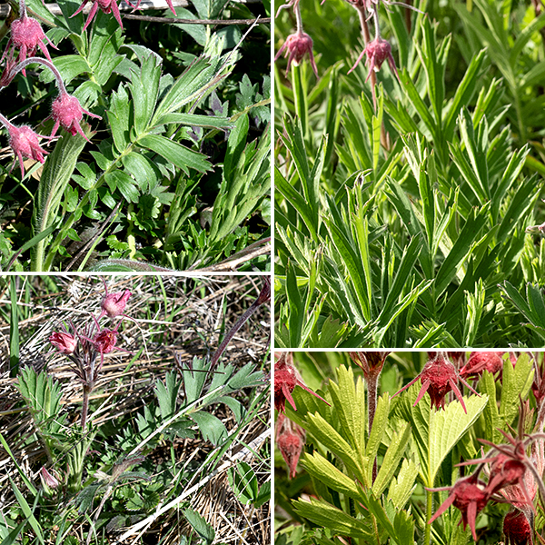 Prairie smoke's basal leaves occur in a rosette; individual leaves are odd-pinnate with 3-6 paired leaflets and a terminal leaflet. The individual leaflets themselves may bear angular lobes. Leaves, stems, and the exterior of the flowers are densely hairy.