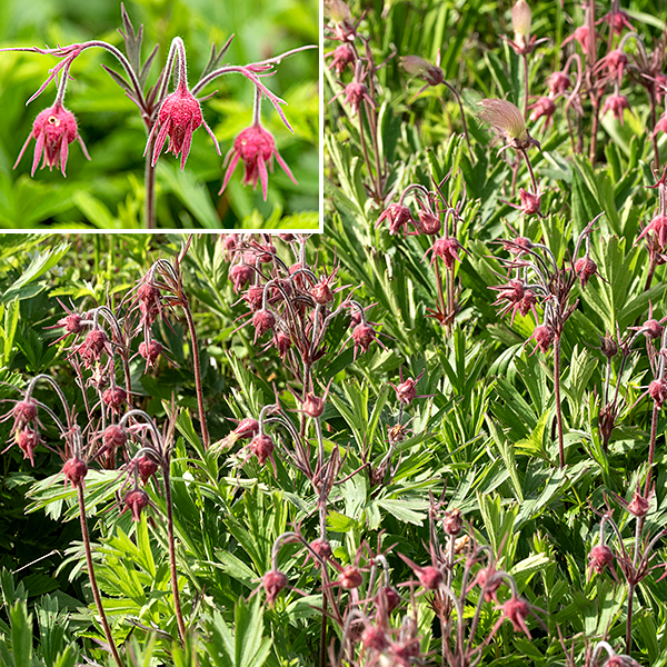 Prairie smoke is an unmistakable plant in all its stages of flowering. After fertilization (by bumblebees), the flower peduncle straightens so the flower points straight up. A dense cluster of seeds attached to 2" long, feathery plumes (the "smoke") transform the appearance of the flower; the seeds are later dispersed by the wind. Frustrated bumblebees unable to force their way into flowers (and some wasps and beetles) may occasionally chew their way through the sepals and petals near the base of the flower to access the nectar. No other avens (Geum sp.) in Illinois produces seeds with feathery plumes; prairie smoke's closest relatives in Jackson Park, whte avens and rough avens, look nothing like it.