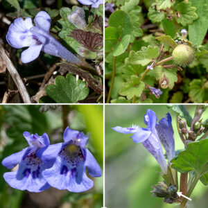 Ground ivy flowers are 1/2" long and arise from the leaf axils; they are purplish, trumpet shaped, with  a notched upper and lower (the largest)  lobe and two small side lobes; the "throat" of the lower lobe is hairy. There are four stamens (two long, two short) with purple to blue anthers, and a single pistil with a bifurcated purple style. The corolla of the flowers is cupped by a hairy, green, tubular calyx that has 15 ridges distributed around the calyx running longitudinally, and five triangular teeth at the apex of the calyx. The fruit is a nutlet that nestles in the calyx.